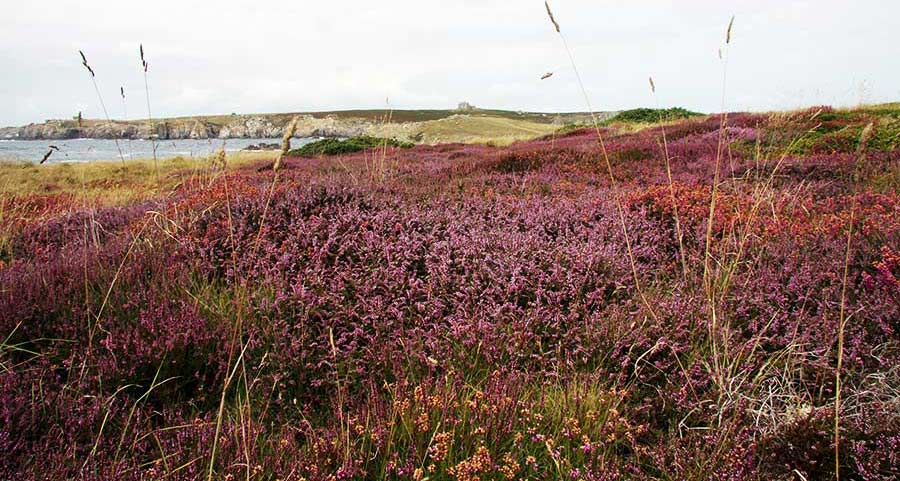Ouessant